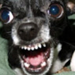 Meet your Posher, Charlotte